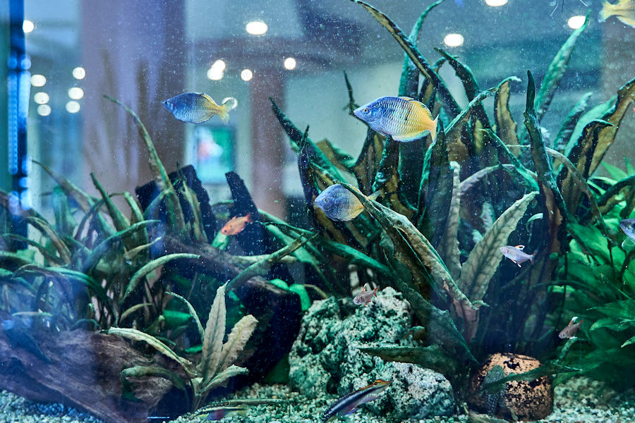Aquarium mit Fischen